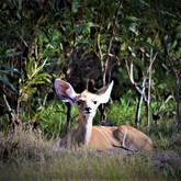 Kudu Baby - Duinefontein Game Farm - Gansbaai