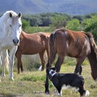 Horses - Duinefontein Game Farm - Gansbaai