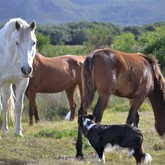 Horses - Duinefontein Game Farm - Gansbaai