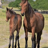 Horses - Duinefontein Game Farm - Gansbaai