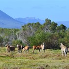 Mountain View - Duinefontein Game Farm - Gansbaai