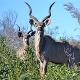 Kudu Bull - Duinefontein Game Farm - Gansbaai