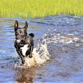 Pet Friendly - Duinefontein Game Farm - Gansbaai