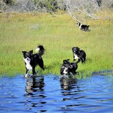 Pet Friendly - Duinefontein Game Farm - Gansbaai