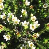  Diosma subulata