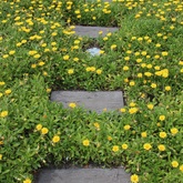 Hermanus - Cape Stone - Sleepers Different Sizes