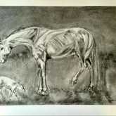 Charcoal Drawing - Sara Abbott Studio - Stanford