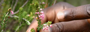 Fynbos, the elixir of life