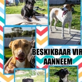 BARC Dogs Ready For Adoption - BARC Animal Welfare - Gansbaai
