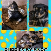 Puppies Looking For Homes - BARC Animal Welfare - Gansbaai