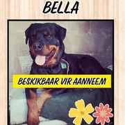 Dogs and puppies up for adoption