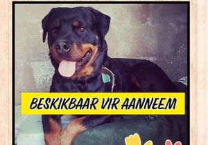 Dogs and puppies up for adoption