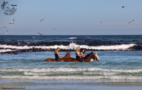 Spring Special on our Premium Beach Trail