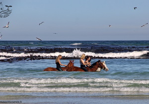 Spring Special on our Premium Beach Trail