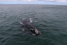 Southern Right Whales