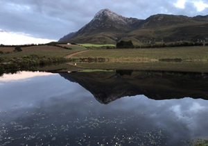 Wine and Co - The Savage Wines...