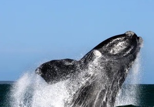 Opening of South African borders just in time for peak whale season!