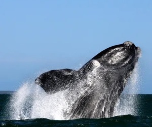 Opening of South African borders just in time for peak whale season!