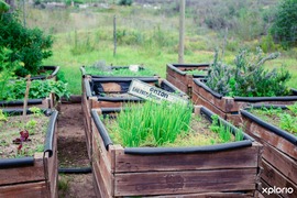 Xplorio’s Top 10 Veggies to Plant This Spring