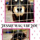 Jessie - Up For Adoption - BARC Animal Welfare - Gansbaai