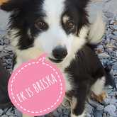 Briska is ready for adoption - BARC Animal Welfare - Gansbaai