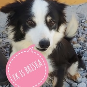 Briska is looking for her 'forever' home​​​​​​​!
