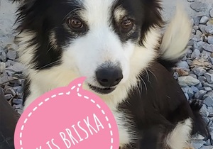 Briska is looking for her 'forever' home​​​​​​​!