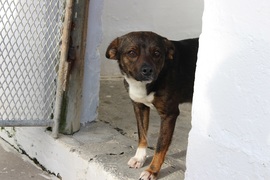 NEVER SAY NEVER: ZENZI RESCUED AFTER MANY BLUSTERY MONTHS