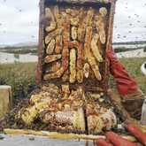 Blueberry Honey - Overberg Honey Co. - Stanford