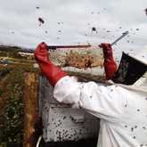 Blueberry Honey - Overberg Honey Co. - Stanford