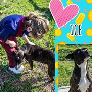 Ice is looking for her 'forever' home​​​​​​​!