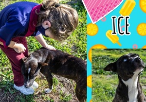 Ice is looking for her 'forever' home​​​​​​​!