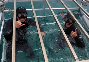 Daily Blog 05 October 2020 | Shark Cage Diving in South Africa