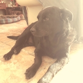 House sitter - Blue having a lazy afternoon in De Kelders - Grace House and Pet Sitting - Xplorio™ Gansbaai