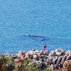 Whale Watching - Bellamente Guesthouse - Gansbaai