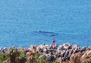 Whale Watching on the Cliffs of De Kelders