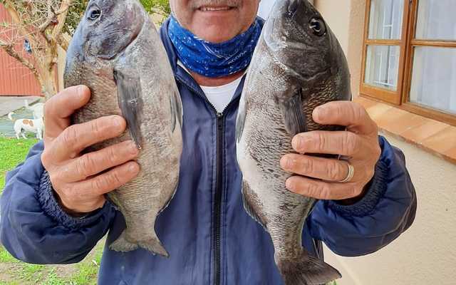 Cape_Hottentot_1602842655