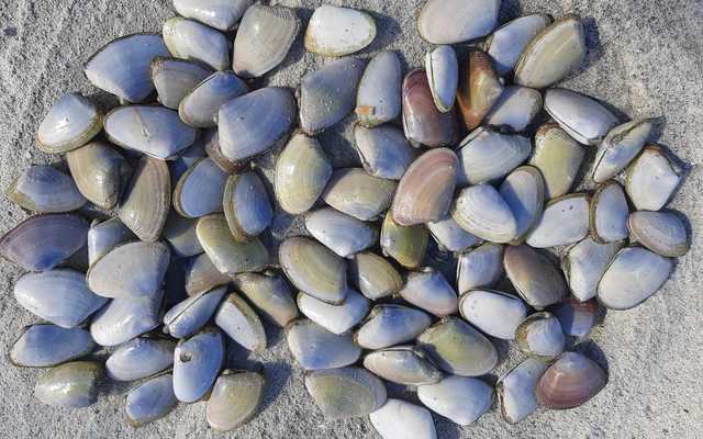 White mussel from Die Plaat 