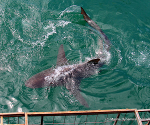 Daily Blog: 17 October 2020 | Shark Cage Diving in South Africa