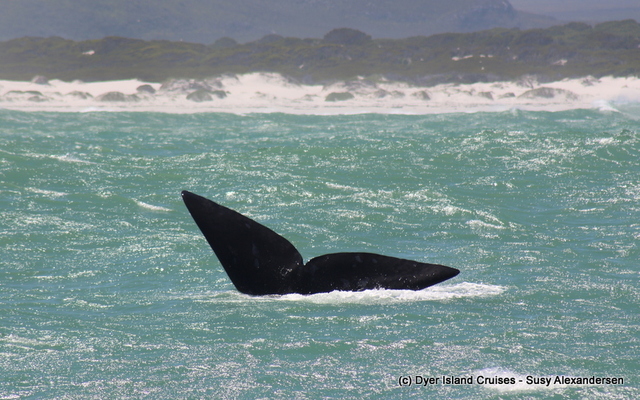 20201022_DC_Trip1_SusyAlexandersen_05JPG_1603440425