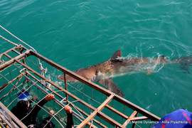Daily Blog: 27 October 2020 | Shark Cage Diving in South Africa