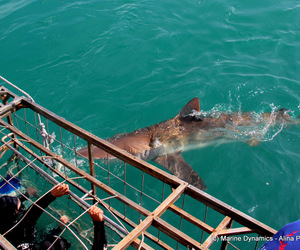 Daily Blog: 27 October 2020 | Shark Cage Diving in South Africa