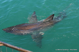 Daily Blog: 02 November 2020 | White Shark Diving Gansbaai