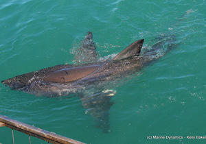 Daily Blog: 02 November 2020 | White Shark Diving Gansbaai