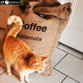  Gansbaai Coffee Company - Cat