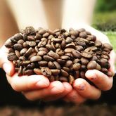 Coffee Beans Being Roasted