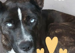 JP Woensdregt Adopted Ice