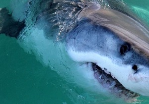 Are White Sharks Disappearing in South Africa?