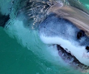 Are White Sharks Disappearing in South Africa?