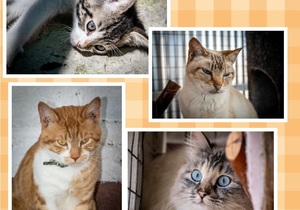 Cats up for adoption